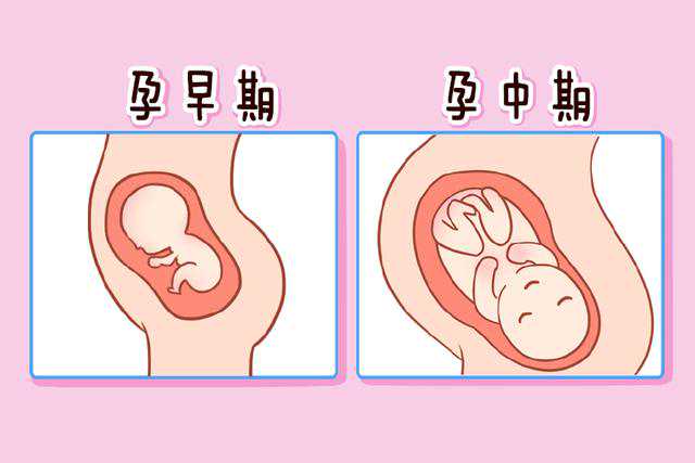 打造健康宝宝：揭秘拜耳备孕叶酸如何助力我国备孕家庭？