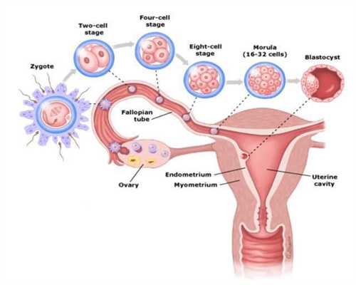 解惑：女性月经和排卵有何关系？