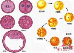北京试管助孕过程中，北京助孕试管婴儿辅助孵化是什么